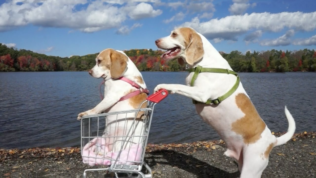 Dogs' Epic Shopping Cart Voyage Funny Dogs Maymo & Penny