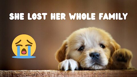 Poor puppy lost his family