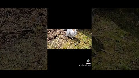 #bunny #viral #wildlife #epicmoment #wow #trending #ytshort #ytshortscanada