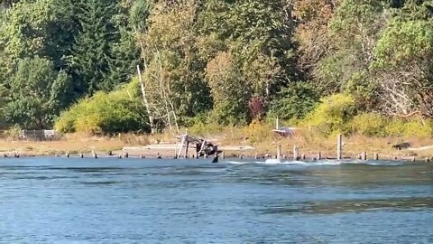 Orcas in Blakely Harbor - October 3, 2022-2