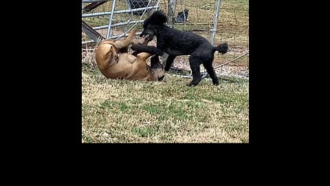 Poodle takes down Malinois.