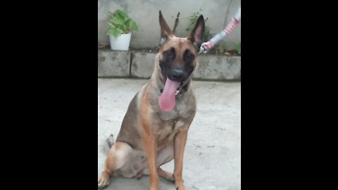 Malinois Bombet