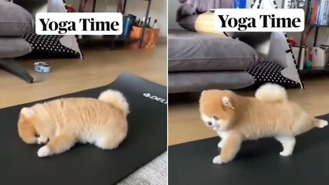 Doggi Yoga Time😍😍😍#dogs