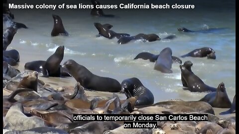 FRIDAY FUNNY - SEA LION INVADE MONTEREY CALIFORNIA BEACH - SO IT'S THEIR BEACH NOW