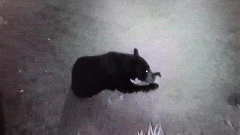 Surveillance video: Bear in Cape Coral's Sandoval community