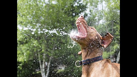 Girl petting a dog with a hose