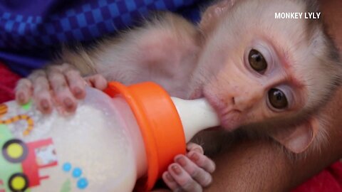 Cute Baby Monkey Drinking Milk With Big Milk Bottle||Good Health Lyly Sleep Milk