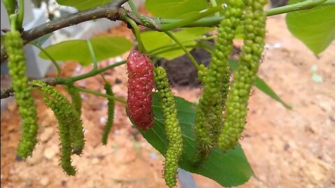 amora paquistanesa como plantar adubar é a maior amora do mundo e a mais doce que provei