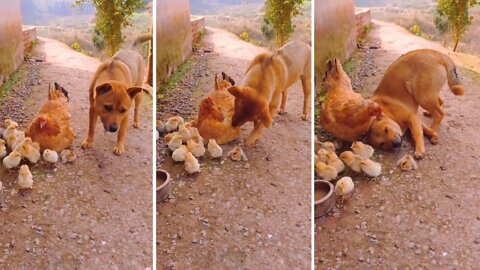 Hen and a dog Funny Video