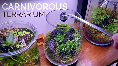 Creating A Carnivorous Plant Terrarium: Step-by-step Guide