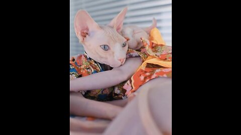 You must have never seen such a beautiful hairless cat!