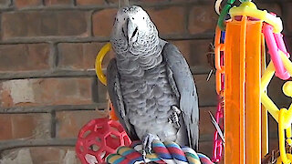 Talking parrot offers consoling words regarding the coronavirus