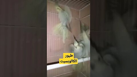 طيور الكالوبسيت ألبينو عين حمراء كيوت روعة