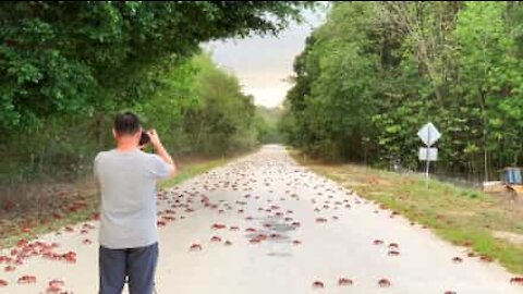 La folle migration des crabes rouges en Australie