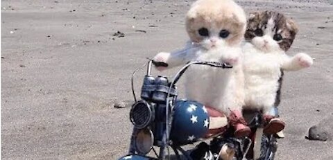 funny cats bikes riding wow so cute