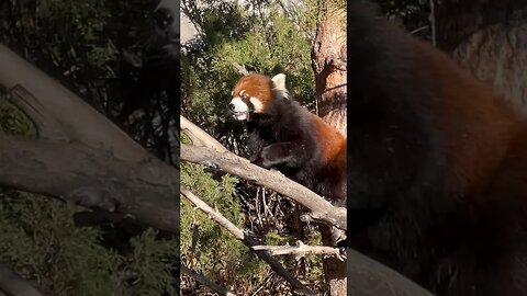 WATCH THIS RED PANDA CLIMB A TREE! #shorts #redpanda #asia #calgary #zoo #treeclimbing