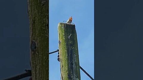 little robin singing and what is that swarm flying past? #tiktok #birds #robinbird