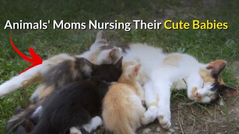 Animals moms nursing their cute babies videos compilation [2021]