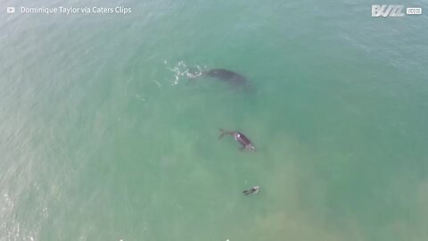 Un drone a filmé une énorme baleine et son bébé nageant auprès des surfeurs