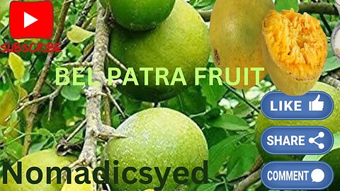 Bel patra fruit