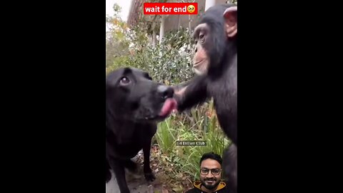 Dog and Chimpanzee’s Cute Friendship 😂 | Funny Video | #shorts #animallover