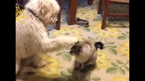 Funny Animals and Babies - Funny Cats and Dogs Kittens Puppies 07