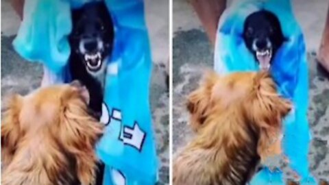 Dog makes hilarious sound when owner tries to dry him off