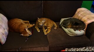 Introducing our 3 rescued cats