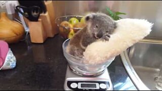 Adorable koala chills on a pillow as he gets weighed