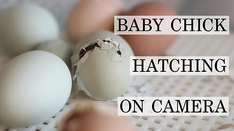 Our Baby Chicks Hatched... on Camera! | Let's Talk IBD