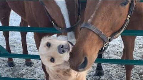 Dog becomes friends with two horses