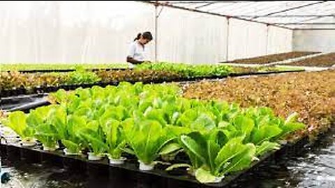 Floating hydroponic vegetables cultivation - Growing vegetables on the water - Modern Agriculture