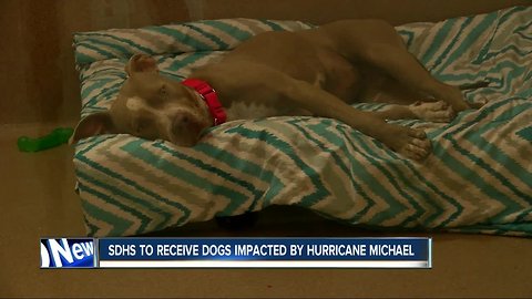 San Diego Humane Society receiving dogs impacted by Hurricane Michael