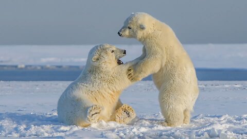 Polar bears #polarbear #cute #play