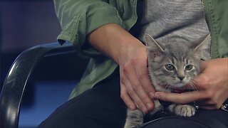 Ask the Expert: The importance of spaying or neutering your pet