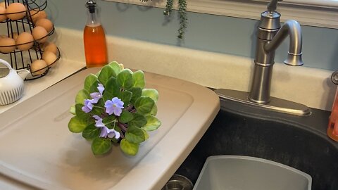 How to fix a neglected African Violet