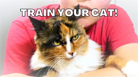 Training My Cat + Tips and Tricks