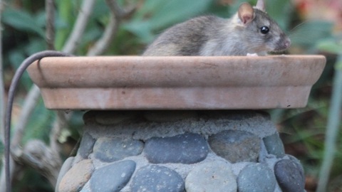 7 repulsive things you need to know about roof rats - ABC15 Digital