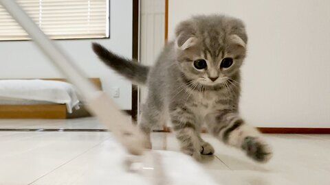 a kitten who helps with cleaning in the morning