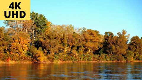 Пение птиц и шум воды, расслабляющее видео Осенний лес, звук леса, осенний пейзаж 4K Video