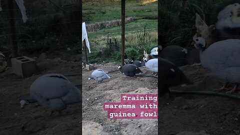 Training livestock guardian to protect Guinea fowl #maremma #livestockguardiandog #guineafowl