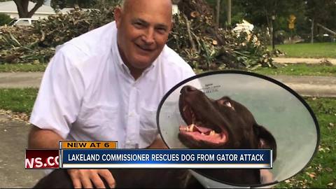 Lakeland Commissioner rescues dog from gator attack