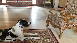 Great Dane tries to convince cat to play