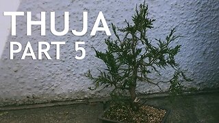 Thuja Bonsai, 5