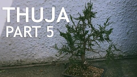 Thuja Bonsai, 5