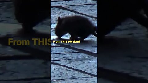 Rats in broad daylight are now a common site in Portland Oregon (Rose Quarter Max Station)