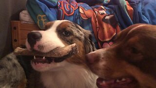 Puppy Teases Her Friend With Tasty Bone