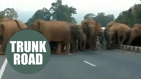 Motorway traffic was brought to a standstill after a herd of ELEPHANTS crossed the road