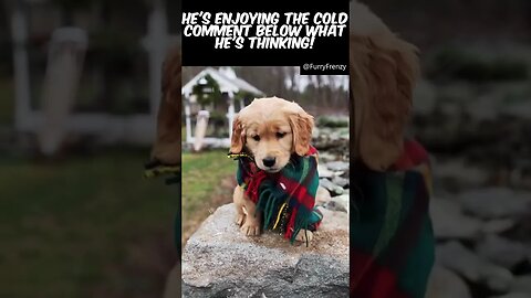 Dog Enjoying His Blanket And Scarf In The Snow #funnyanimals #funnyvideos #funnyshorts #shorts