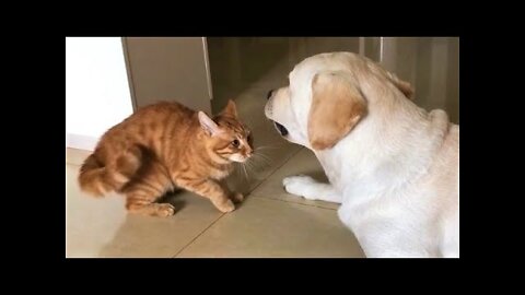 Funny animals - Funny cats / dogs - Funny animal videos 214